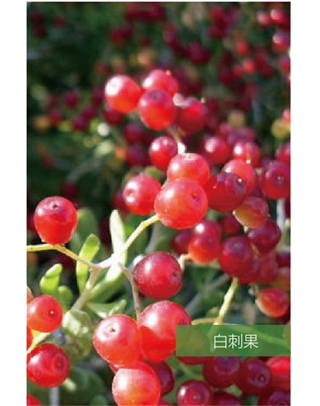 標題：名貴樹種
瀏覽次數(shù)：1419
發(fā)表時間：2020-10-17