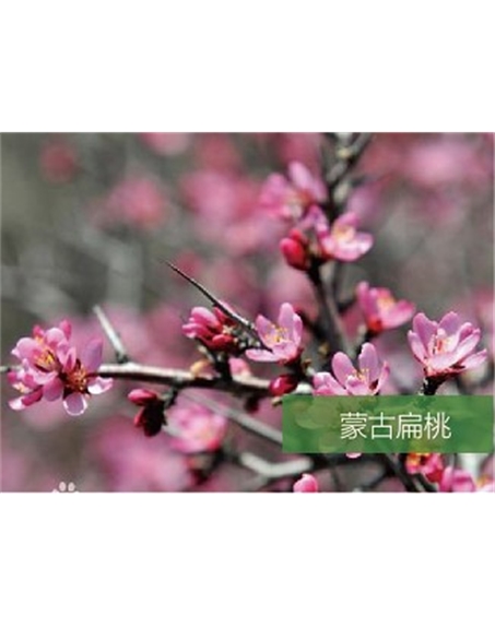 標(biāo)題：名貴樹種
瀏覽次數(shù)：1291
發(fā)表時(shí)間：2020-10-17